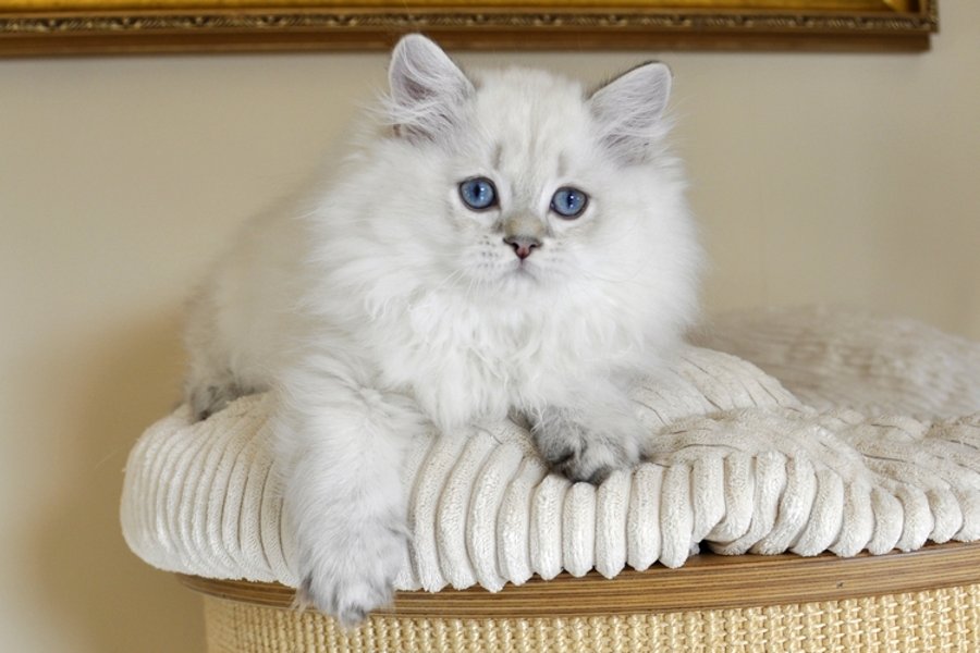 IdoSell Booking - image 1